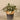 Greenery-Potted Fittonia-Bloomr