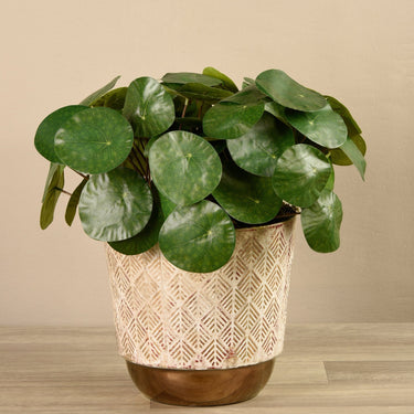 Greenery-Potted Pancake Plant-Bloomr