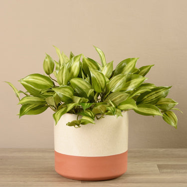 Greenery-Artificial Potted Vanilla Plant-Bloomr