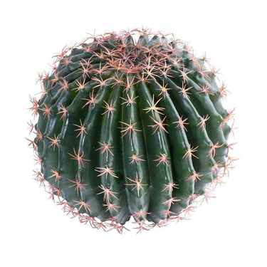 Greenery-Medium Barrel Cactus-Bloomr