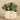 Greenery-Potted Eucalyptus-Bloomr