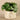 Greenery-Potted Pancake Plant-Bloomr