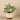Greenery-Potted Peperomia-Bloomr