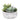 Greenery-Rustic Succulent Arrangement-Bloomr