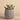 Greenery-Artificial Dudleya Succulent-Bloomr