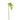 Greenery-Philodendron Small-Bloomr