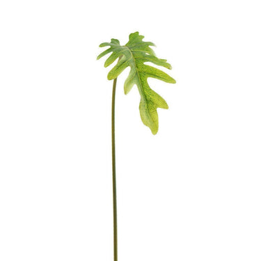Greenery-Philodendron Small-Bloomr