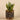 Greenery-Potted Aloe-Bloomr