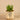 Greenery-Potted Aloe-Bloomr