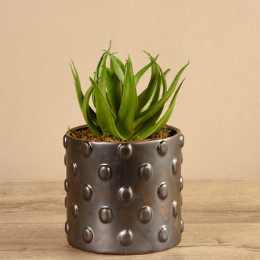 Greenery-Potted Aloe-Bloomr