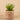 Greenery-Potted Aloe (Discontinued)-Bloomr