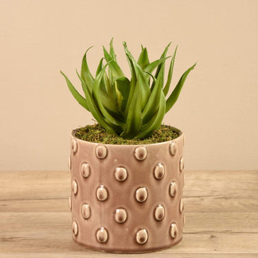 Greenery-Potted Aloe (Discontinued)-Bloomr