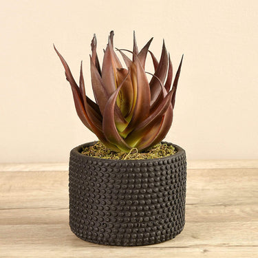 Greenery-Potted Aloe-Bloomr