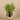Greenery-Potted Asparagus-Bloomr