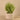 Greenery-Potted Asparagus-Bloomr