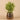 Greenery-Potted Asparagus-Bloomr