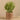 Greenery-Potted Asparagus (Discontinued)-Bloomr