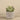 Greenery-Potted Echeveria Succulent-Bloomr