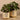 Greenery-Artificial Potted Ligularia-Bloomr