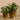 Greenery-Artificial Potted Pancake Plant-Bloomr