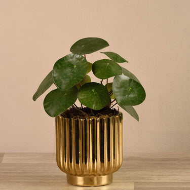 Greenery-Artificial Potted Pancake Plant-Bloomr