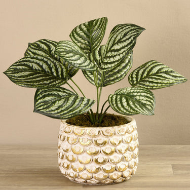 Greenery-Potted Preperomia-Bloomr