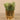 Greenery-Potted Succulent-Bloomr