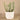 Greenery-Potted Succulent-Bloomr