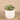 Greenery-Artificial Potted Succulent-Bloomr