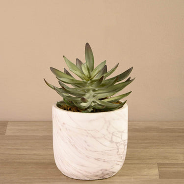 Greenery-Potted Succulent-Bloomr