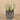 Greenery-Potted Succulent-Bloomr