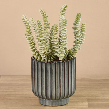 Greenery-Potted Succulent-Bloomr