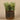 Greenery-Potted Succulent-Bloomr