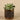 Greenery-Potted Succulent-Bloomr