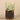 Greenery-Potted Succulent-Bloomr