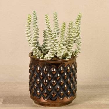 Greenery-Potted Succulent-Bloomr