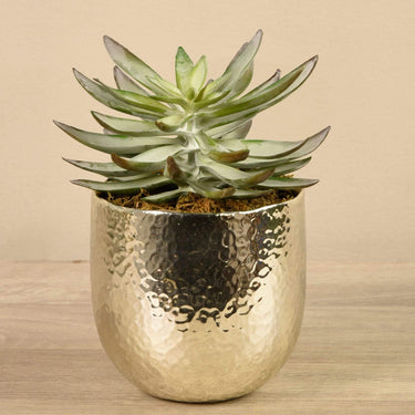 Greenery-Potted Succulent-Bloomr
