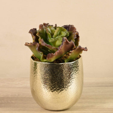 Greenery-Potted Succulent-Bloomr
