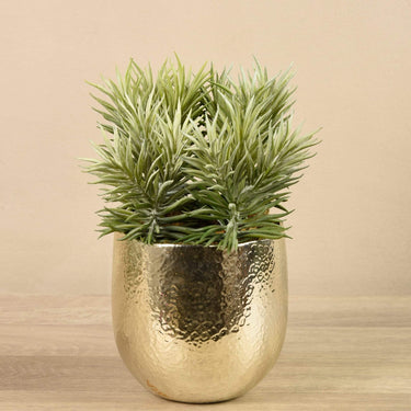 Greenery-Potted Succulent-Bloomr