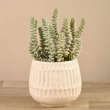 Greenery-Potted Succulent-Bloomr
