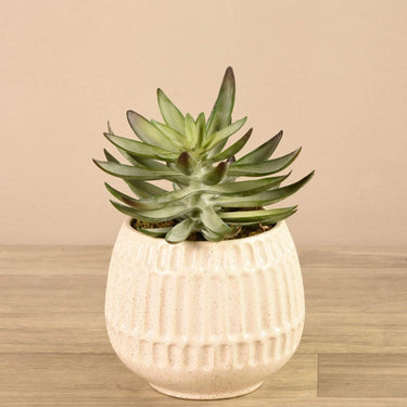 Greenery-Potted Succulent-Bloomr