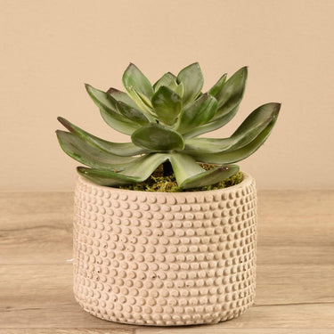 Greenery-Potted Succulent-Bloomr