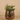 Greenery-Potted Succulent-Bloomr
