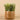 Greenery-Potted Succulent-Bloomr
