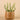 Greenery-Potted Succulent-Bloomr