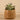 Greenery-Artificial Potted Succulent-Bloomr