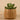 Greenery-Potted Succulent-Bloomr