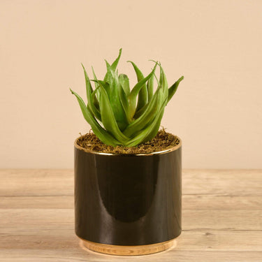 Greenery-Artificial Potted Succulent-Bloomr