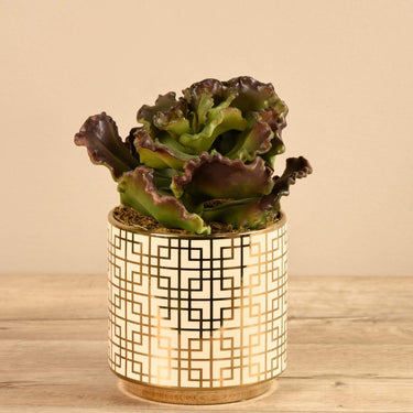 Greenery-Potted Succulent-Bloomr