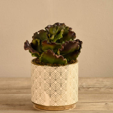 Greenery-Artificial Potted Succulent-Bloomr